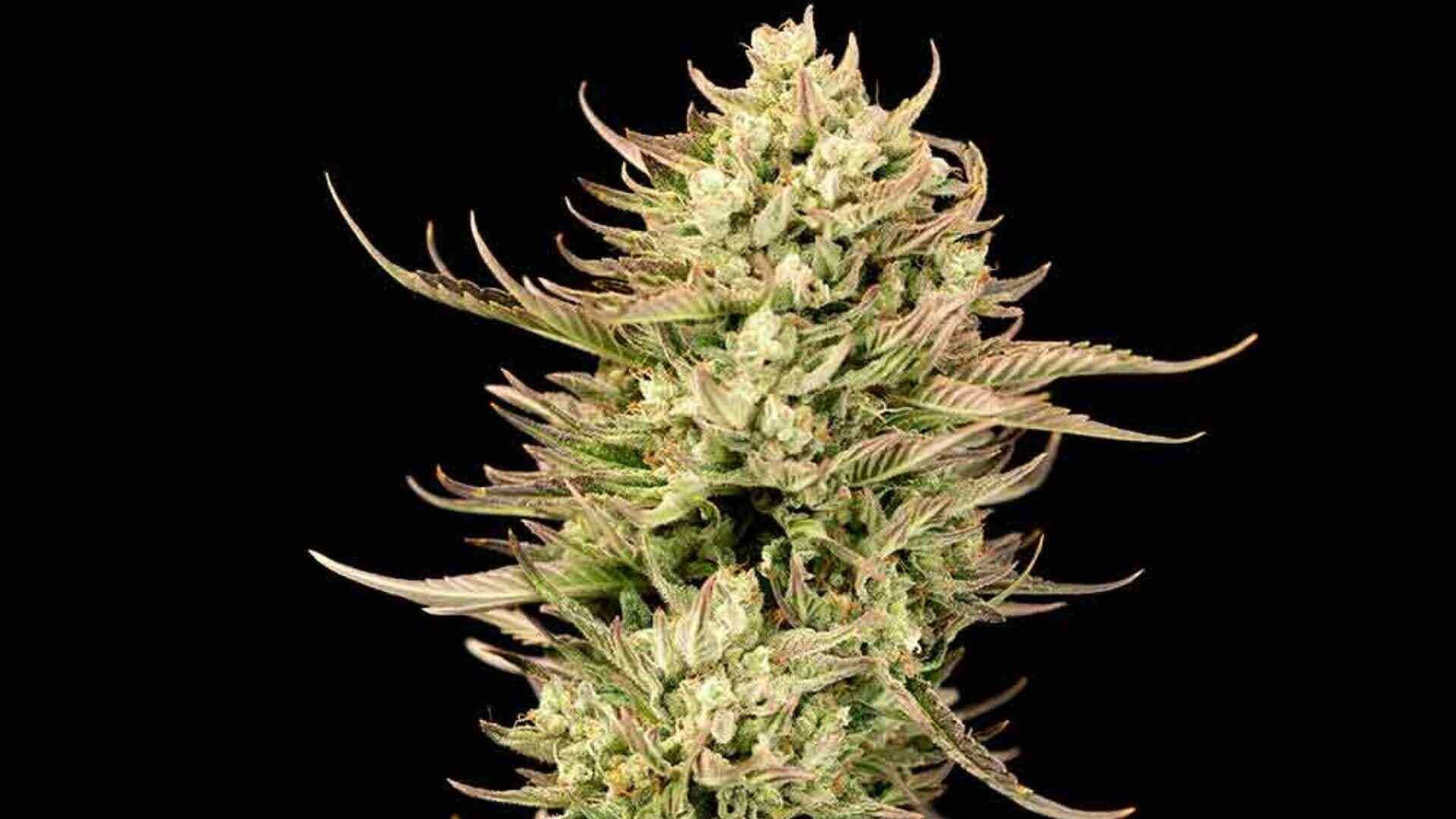Seeedsman gorilla jealousy f1