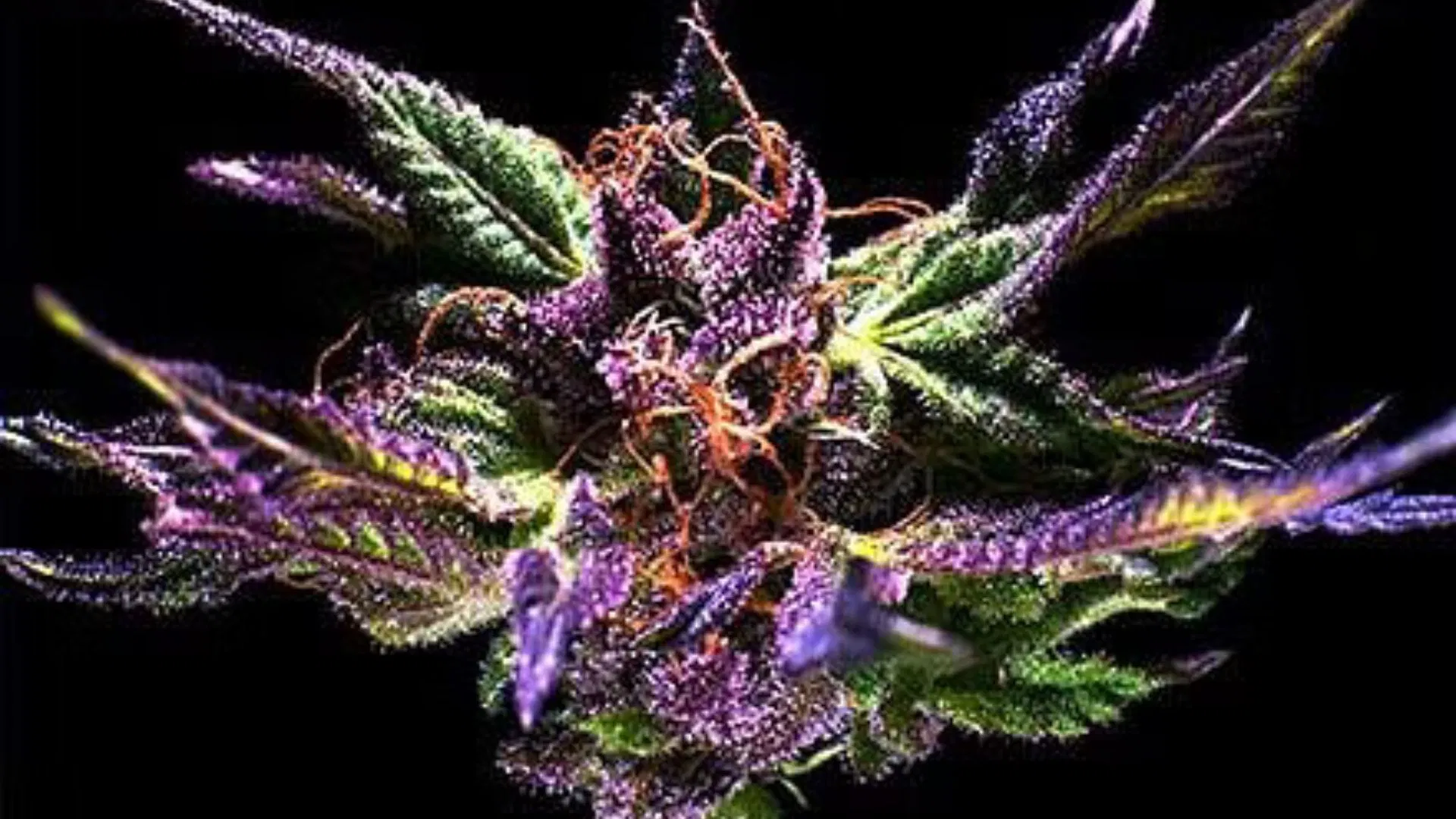 „Granddaddy Purple“ на Кен Естес