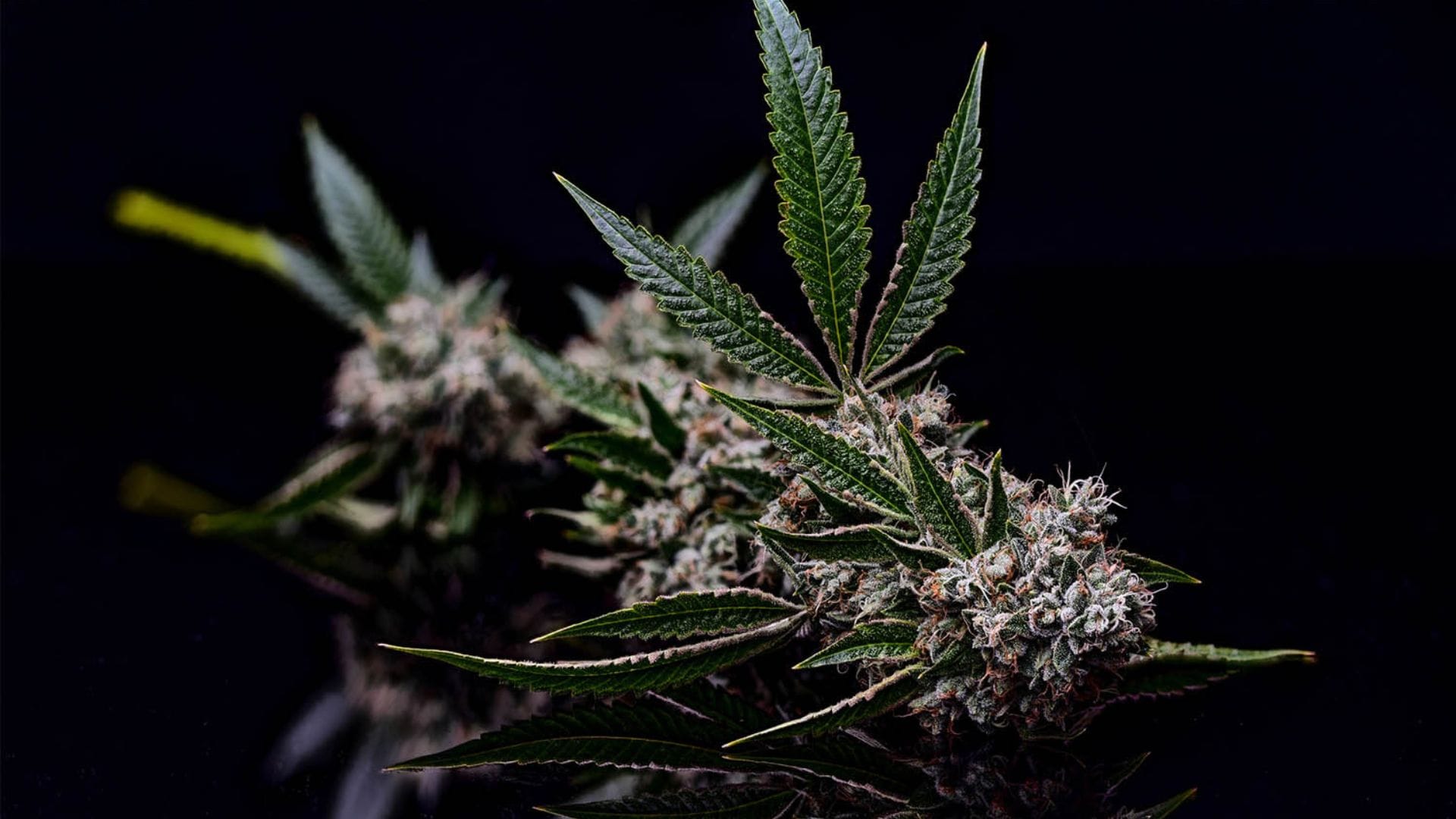 Green Bodhi Kosher Kush