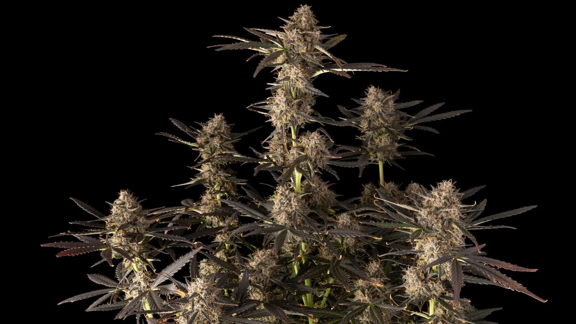 Seedsman's high-yielding Green Crack Auto