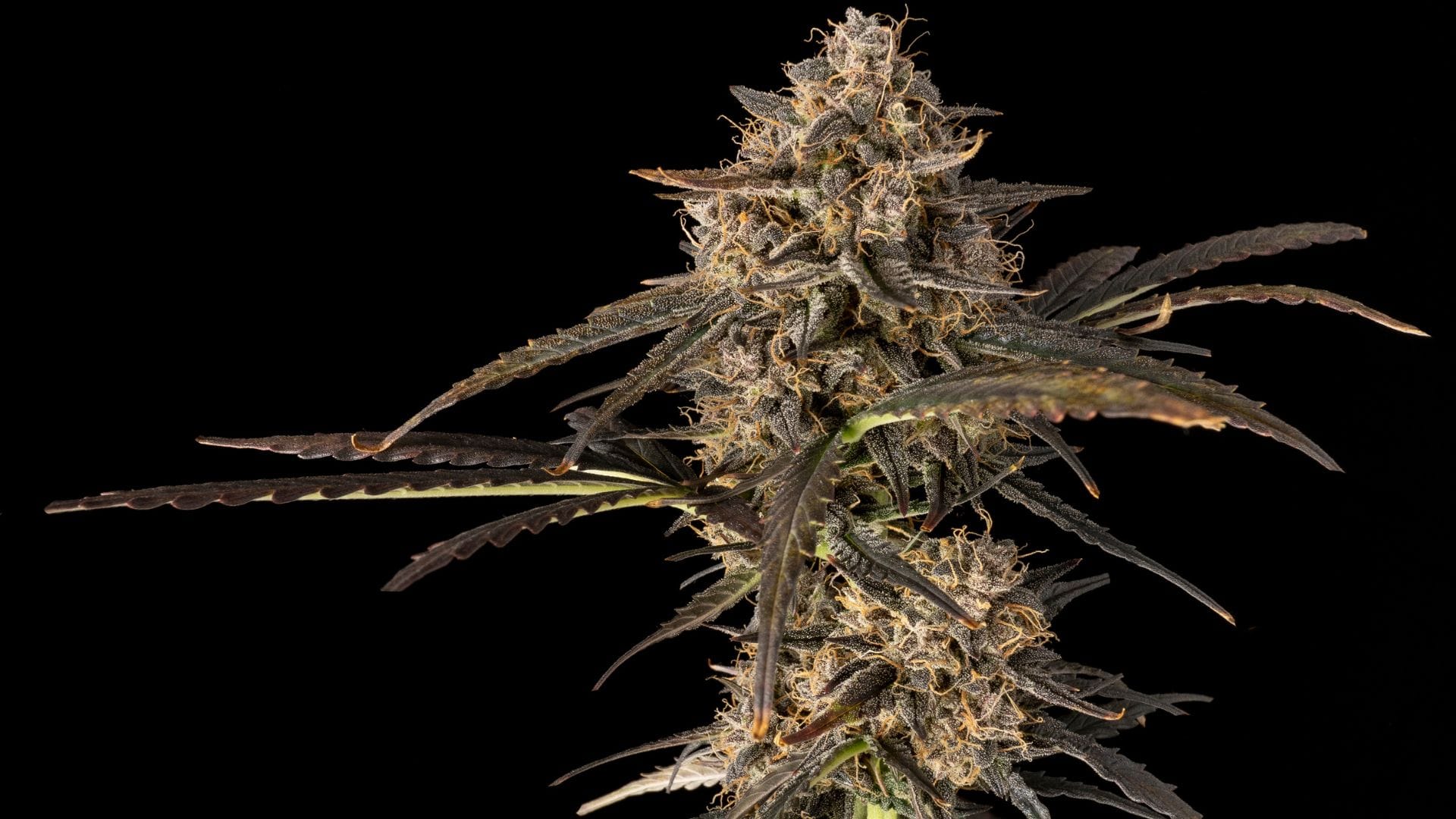 Green Crack Auto by Seedsman