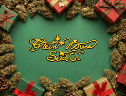 green house seed co christmas offer at seedsman