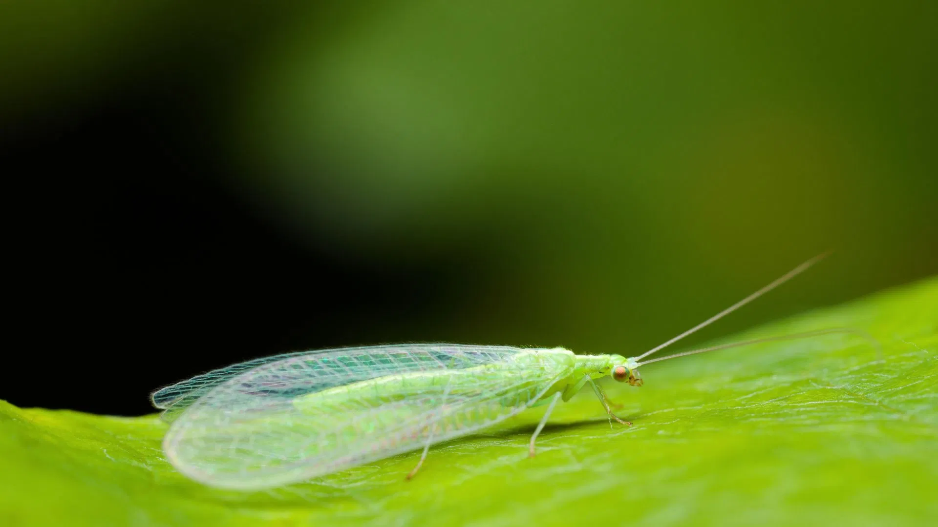 Green Lacewings can deal with spider mites