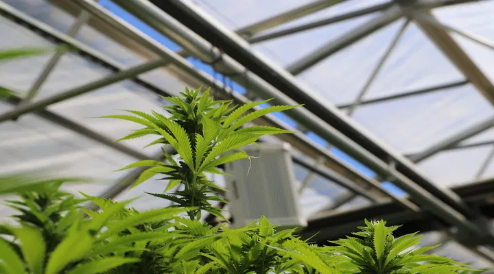 greenhouse