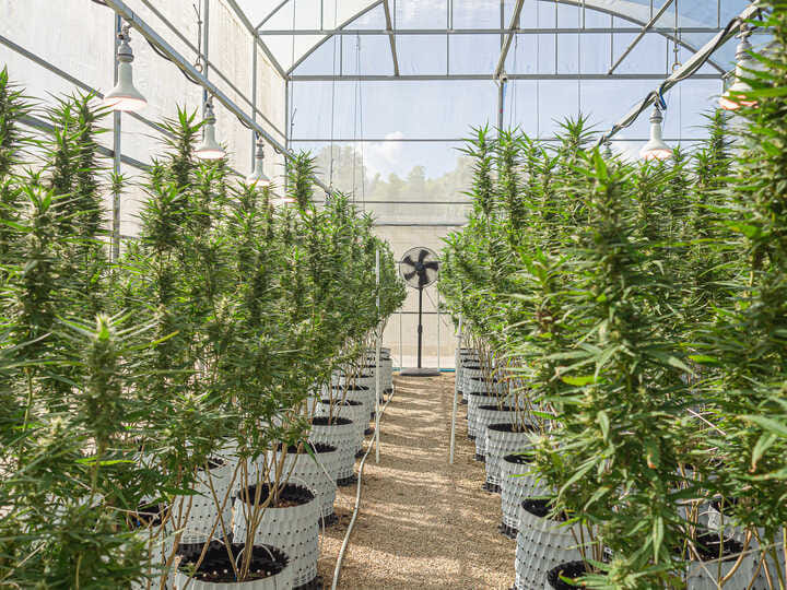 control humidity in greenhouse