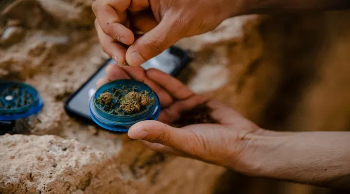 Cannabissamen mahlen