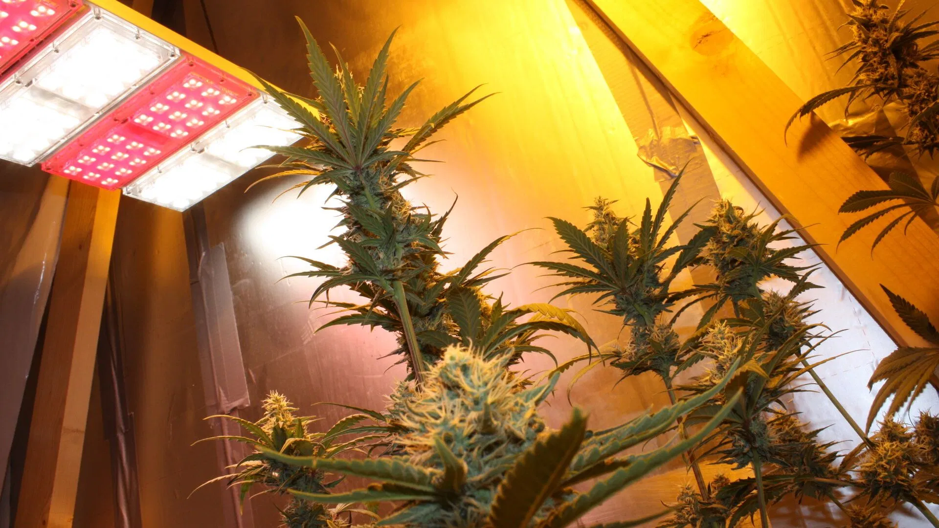 How to position lights for growing cannabis