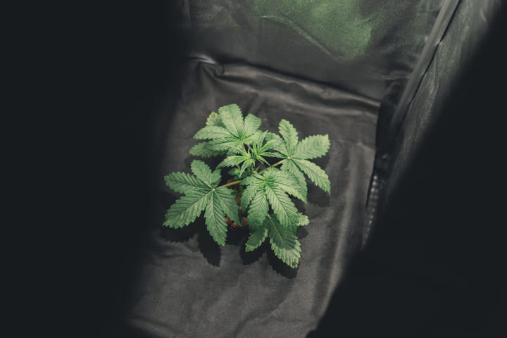 lightproof grow tent