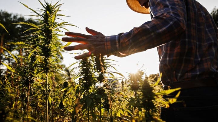 why do people grow autoflowers?