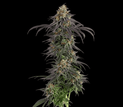 Seedsman Guava Root GMO