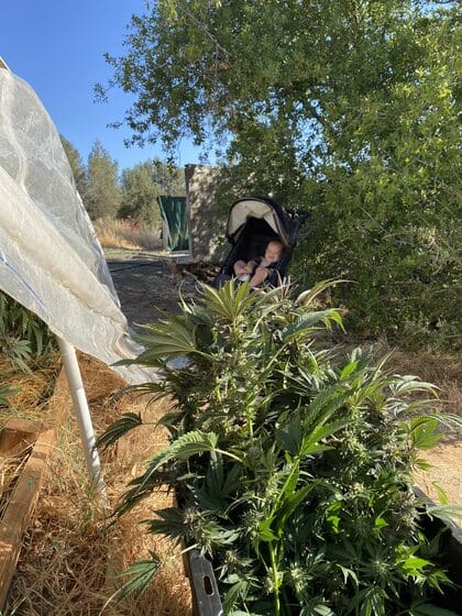 plants ready to harvest