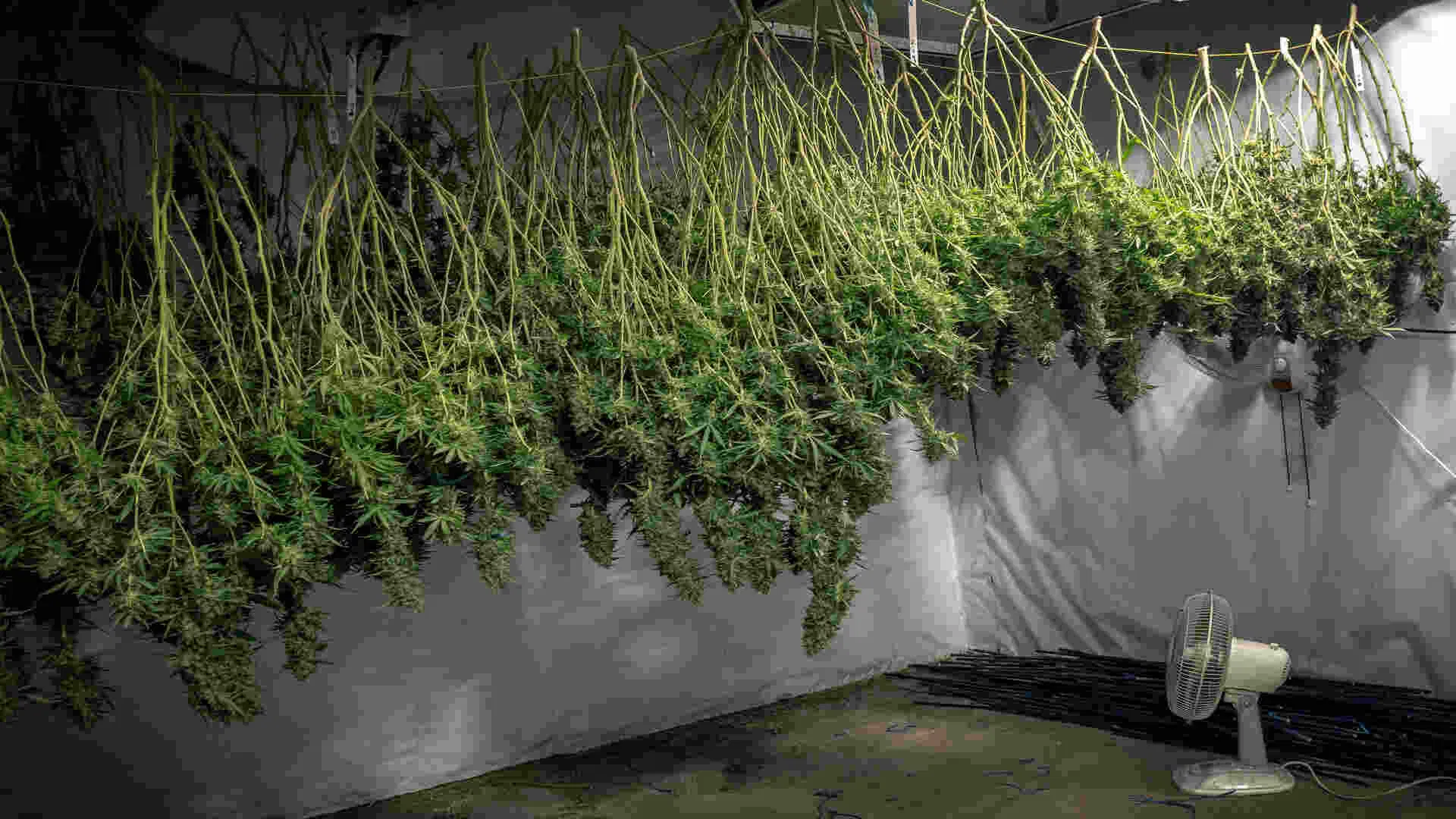 Harvest of High Yield