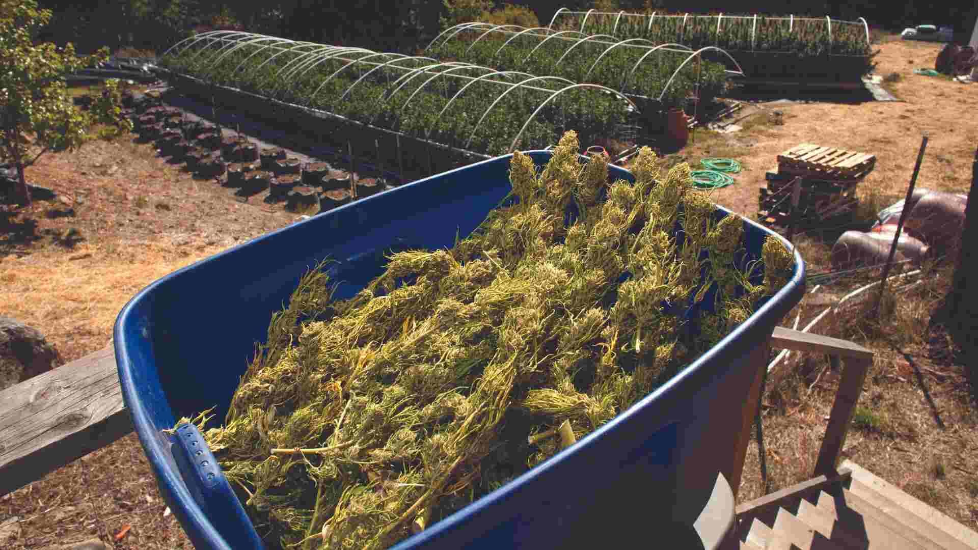 Cannabis harvest