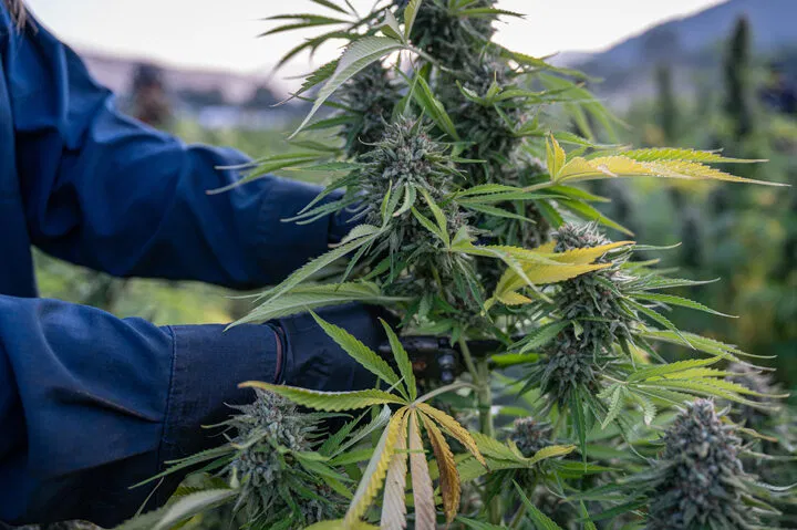 harvesting cannabis