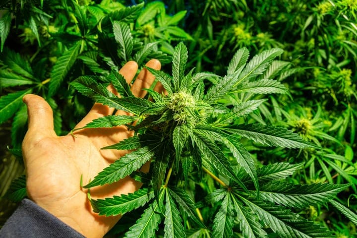natural ways to influence cannabis pH