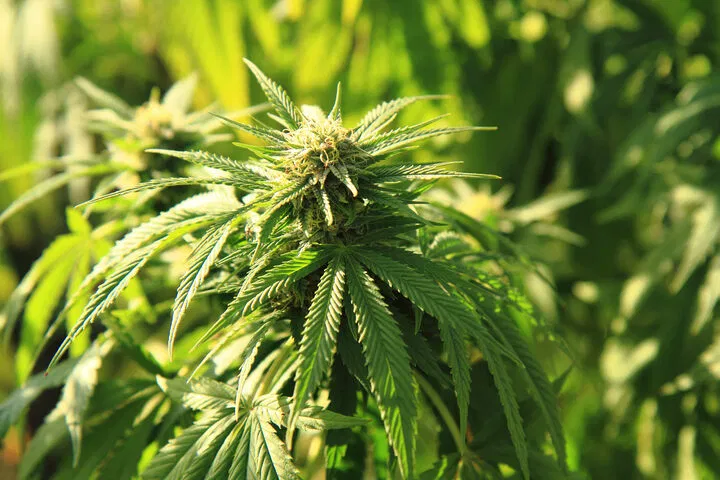 healthy flowering cannabis plant