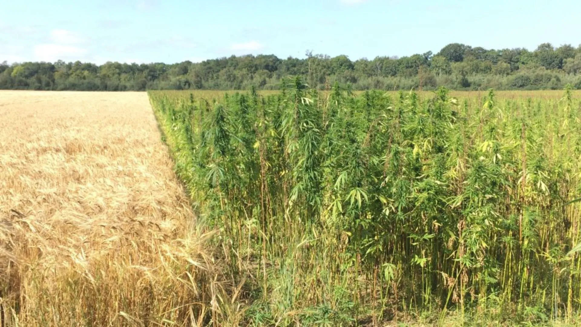 Scottish farmers have begun growing hemp again