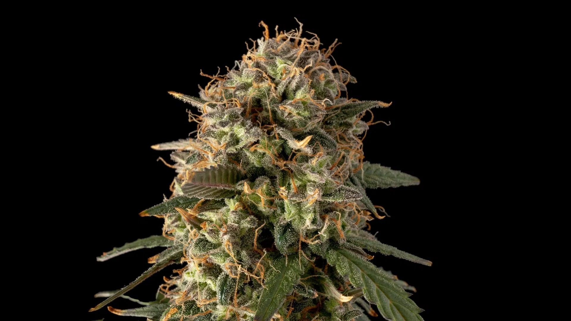 Seedsman Jack Herer Auto