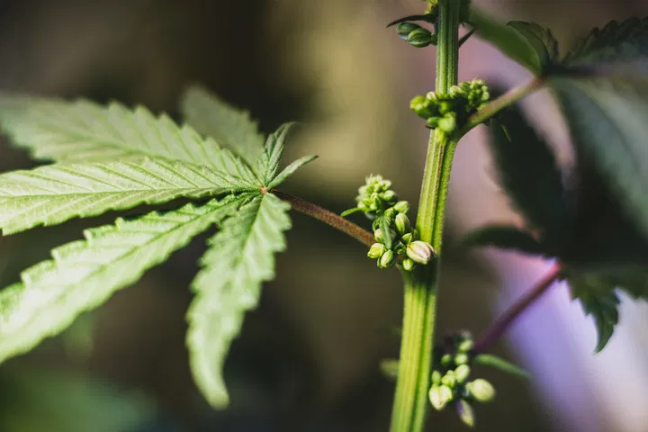 hermaphrodite cannabis