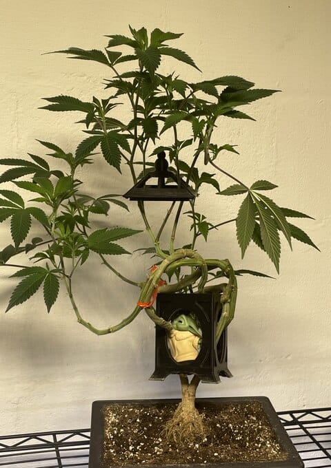 lollipopped cannabis plant