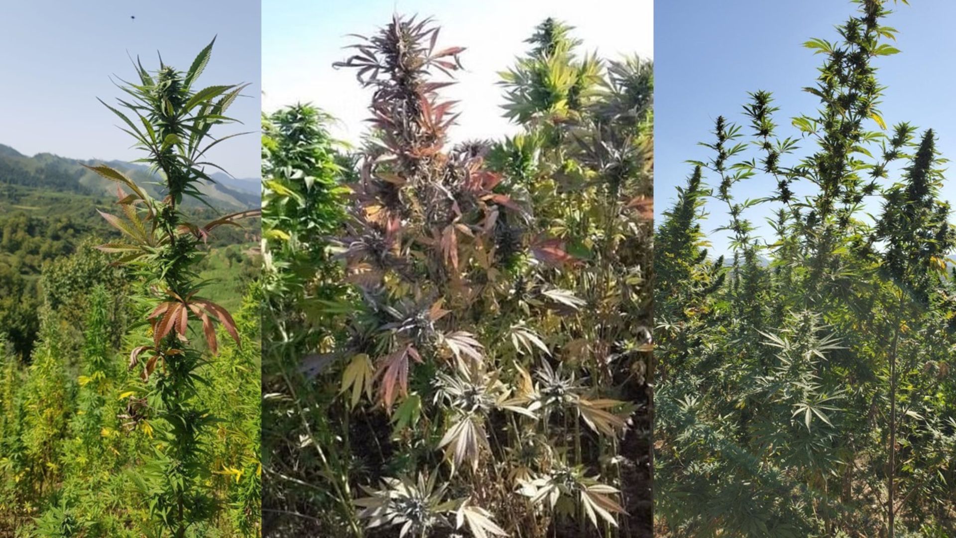 Landrace Warden Hindu Kush - a great anti-mold strain