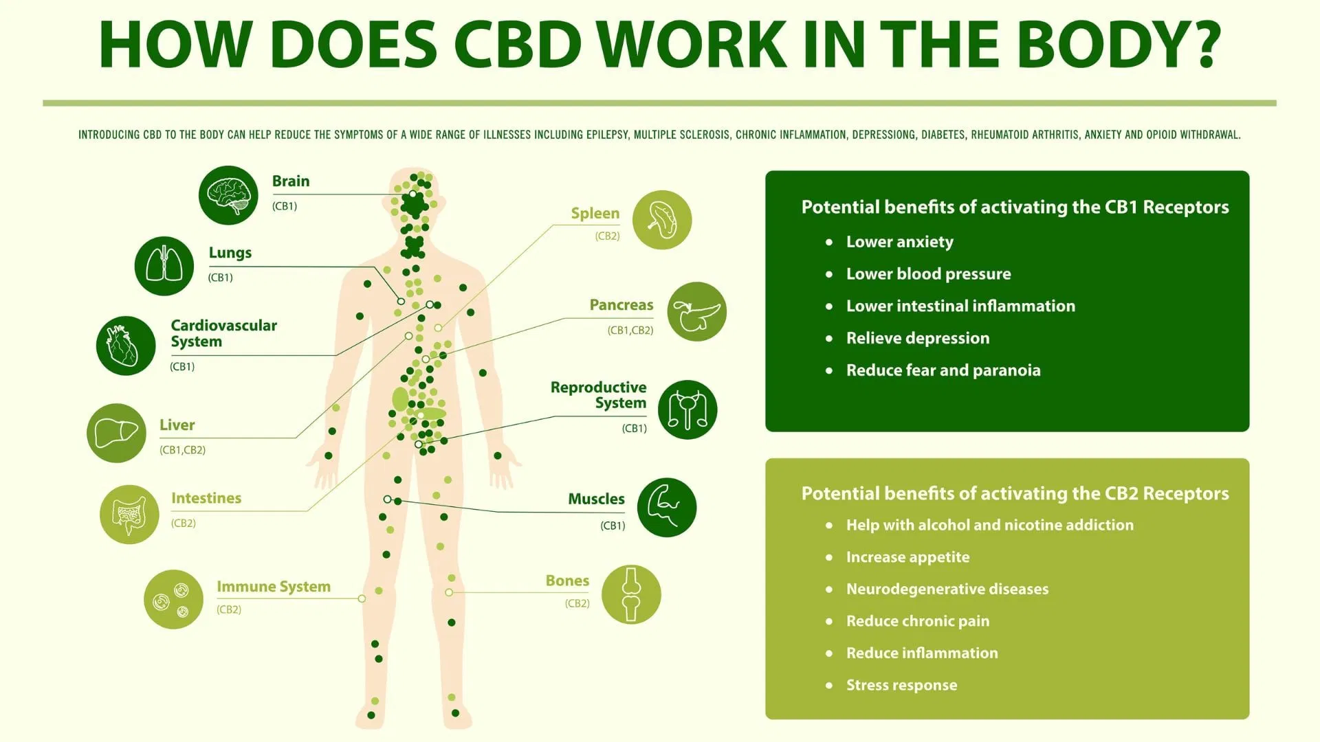 How CBD works in the body infgraphic