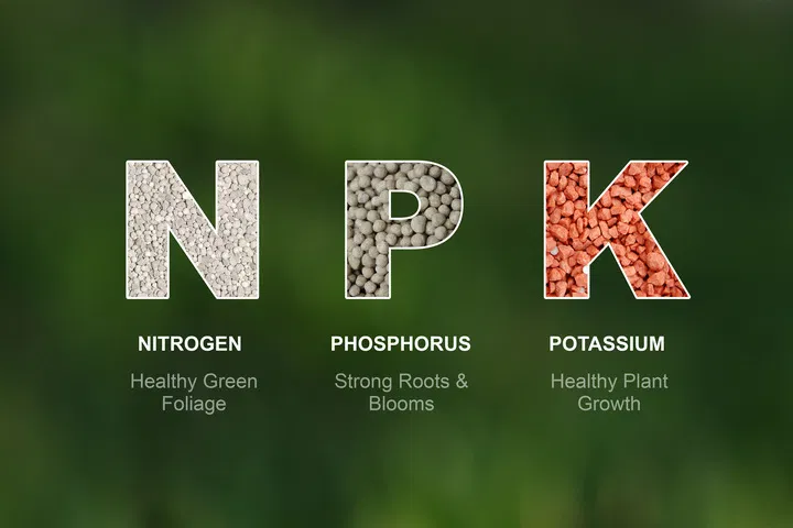 how each nutrient helps cannabis plants