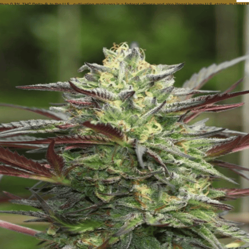 Humboldt Seed Co GS Cookies