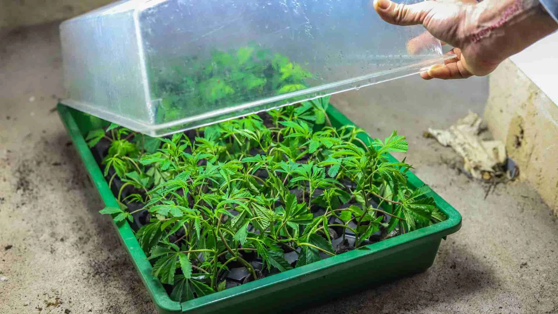 Humidity domes are important at this stage
