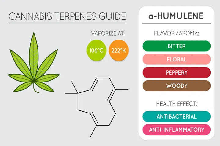 what is humulene