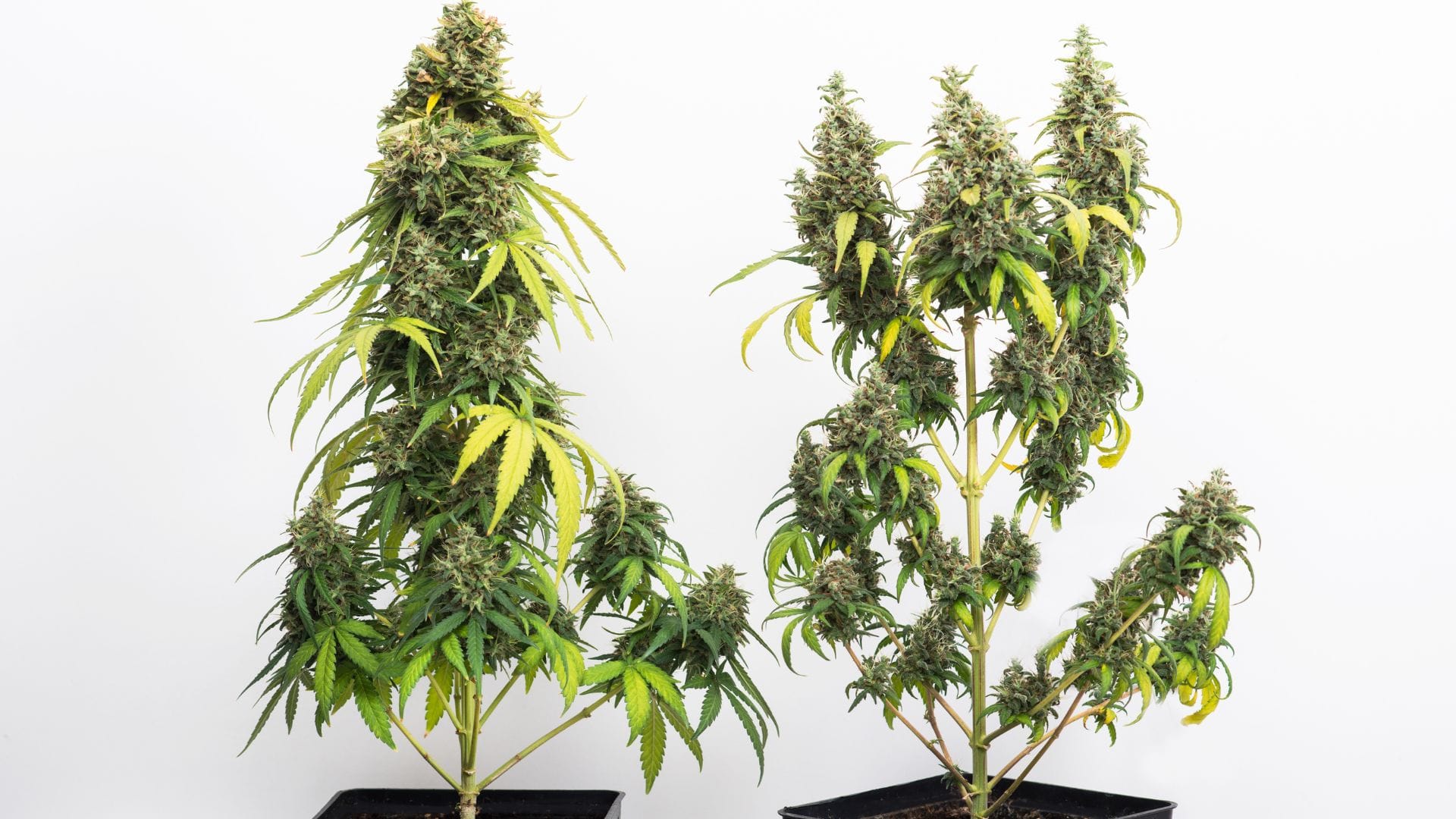 Hybrid cannabis with qualities of indica and sativa