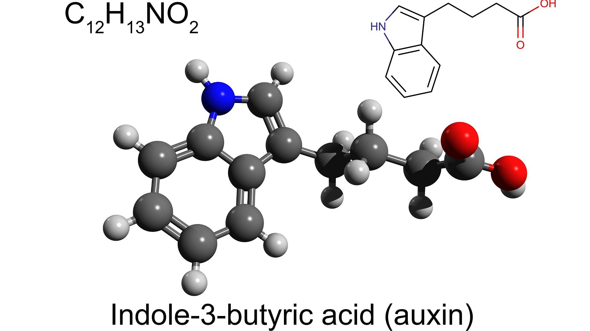 Diagram showing composition of Indole-3 butyric acid