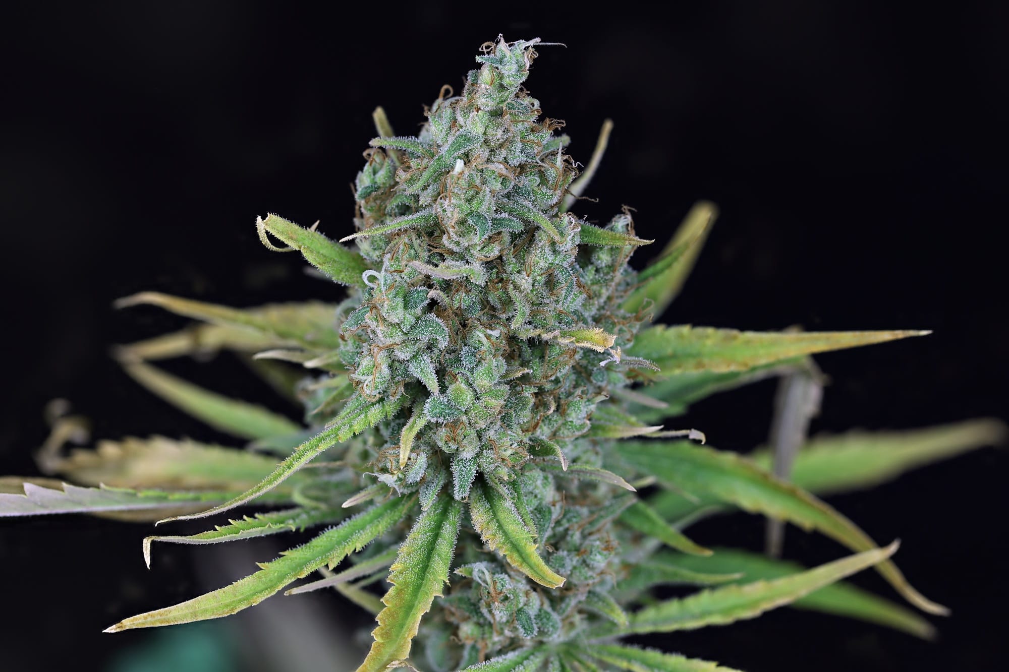 Seedsman Blue Dream