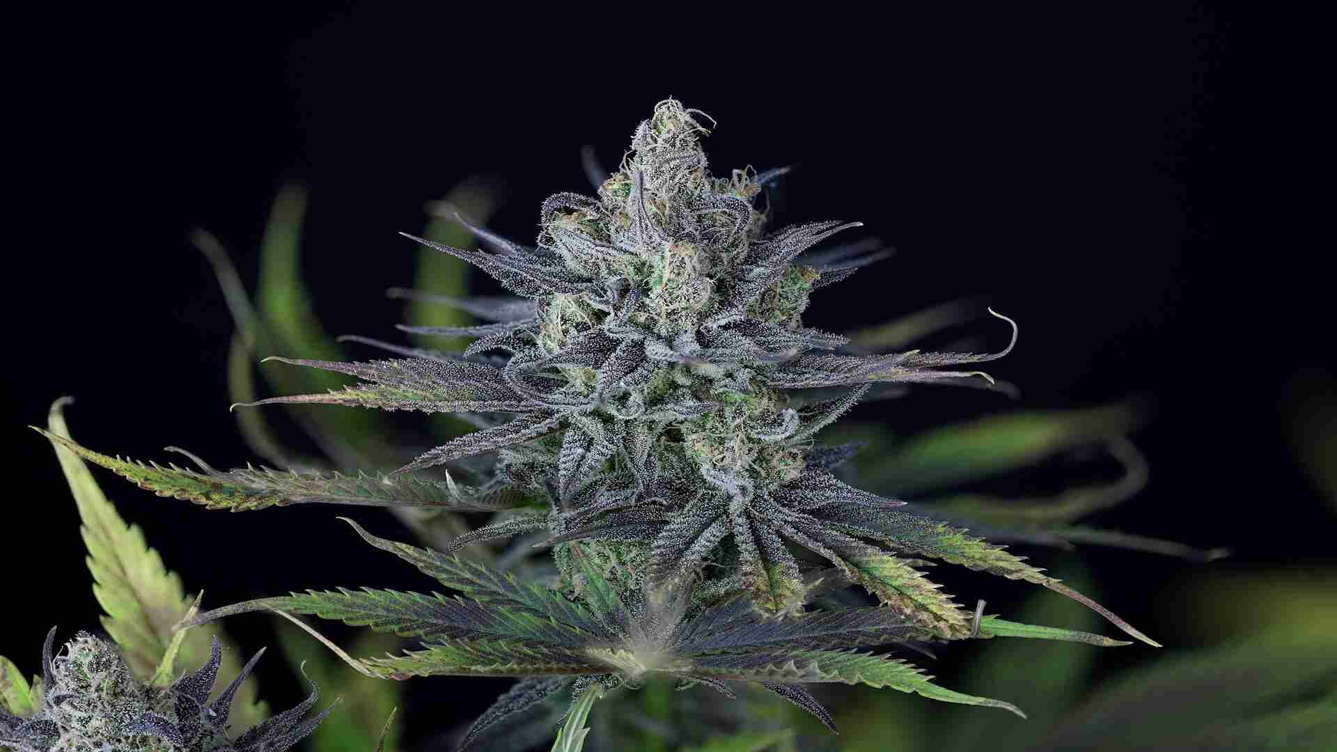 Seedsman Purple Ghost Candy