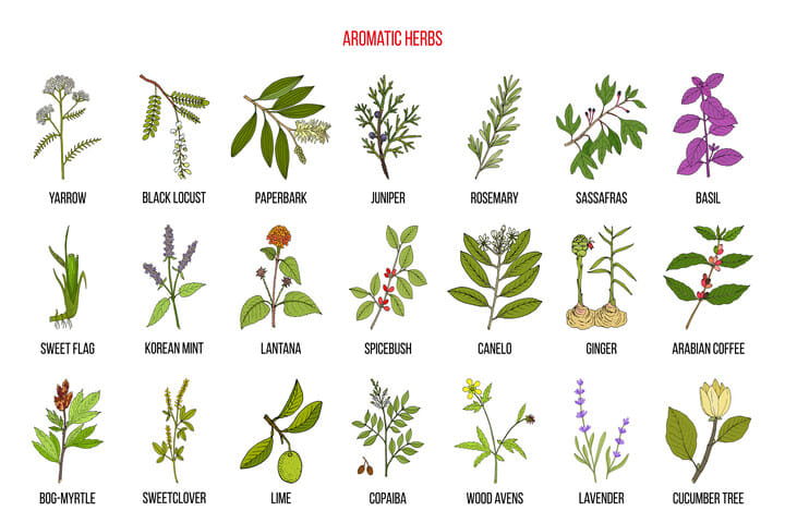 ideal companion plants for cannabis