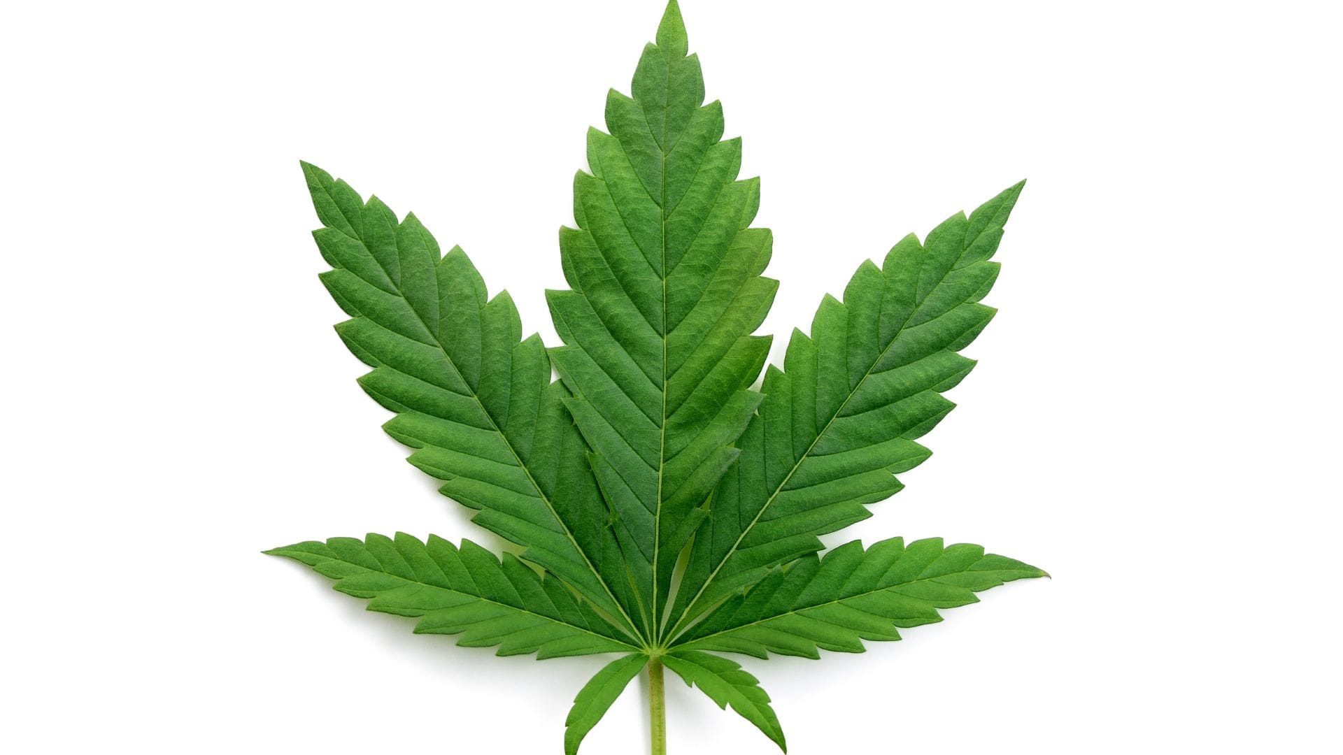 Indica leaves are typically darker green with fatter fingers