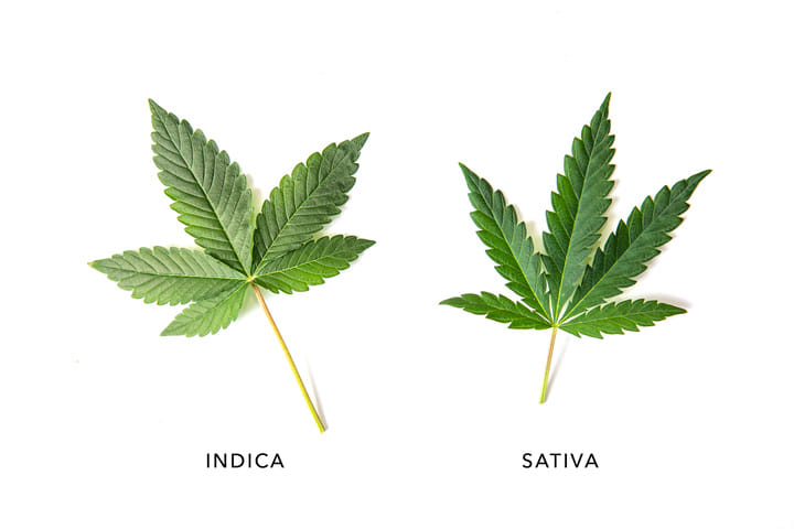 cannabis indica and sativa leaf comparison