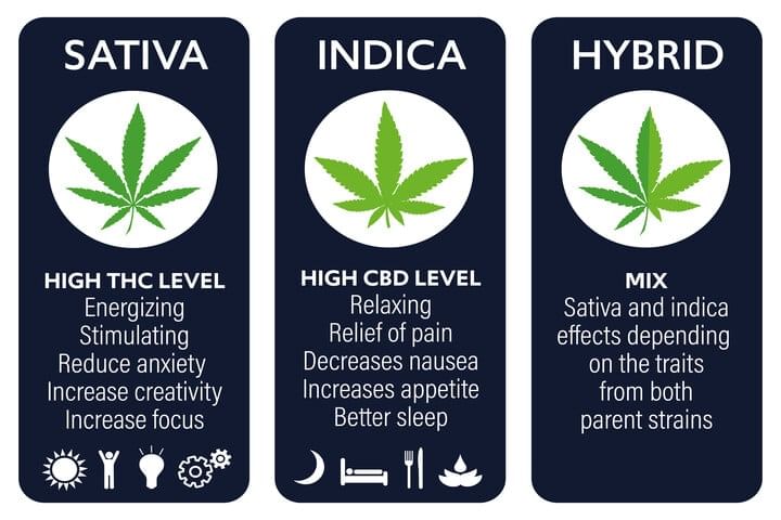 indica-sativa-hybrid.jpg