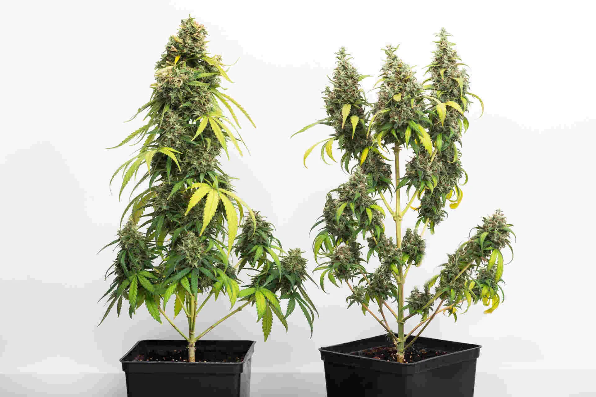 Indica and sativa cannabis plants