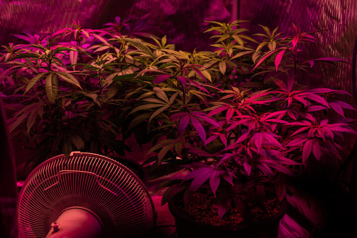 include fans in your indoor cannabis grow