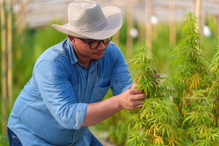 inspect plants for pests