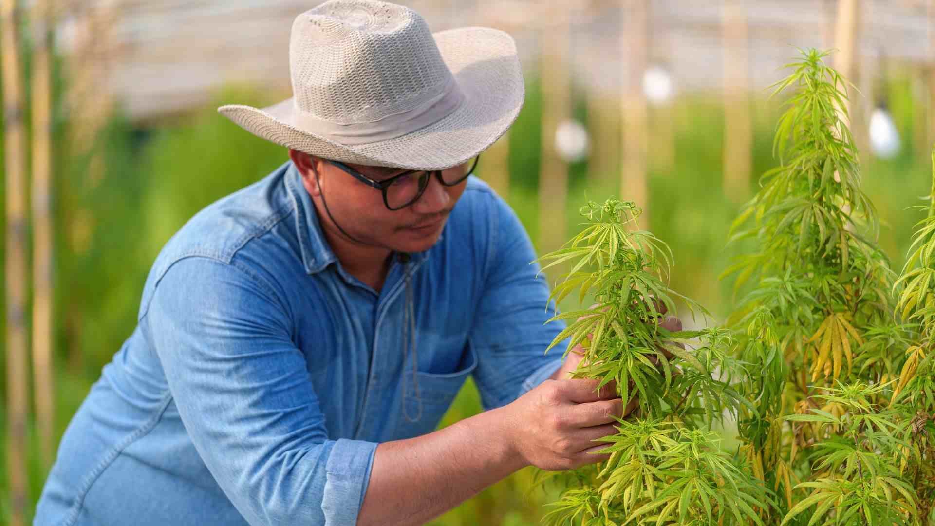 Cultivating Sinsemilla