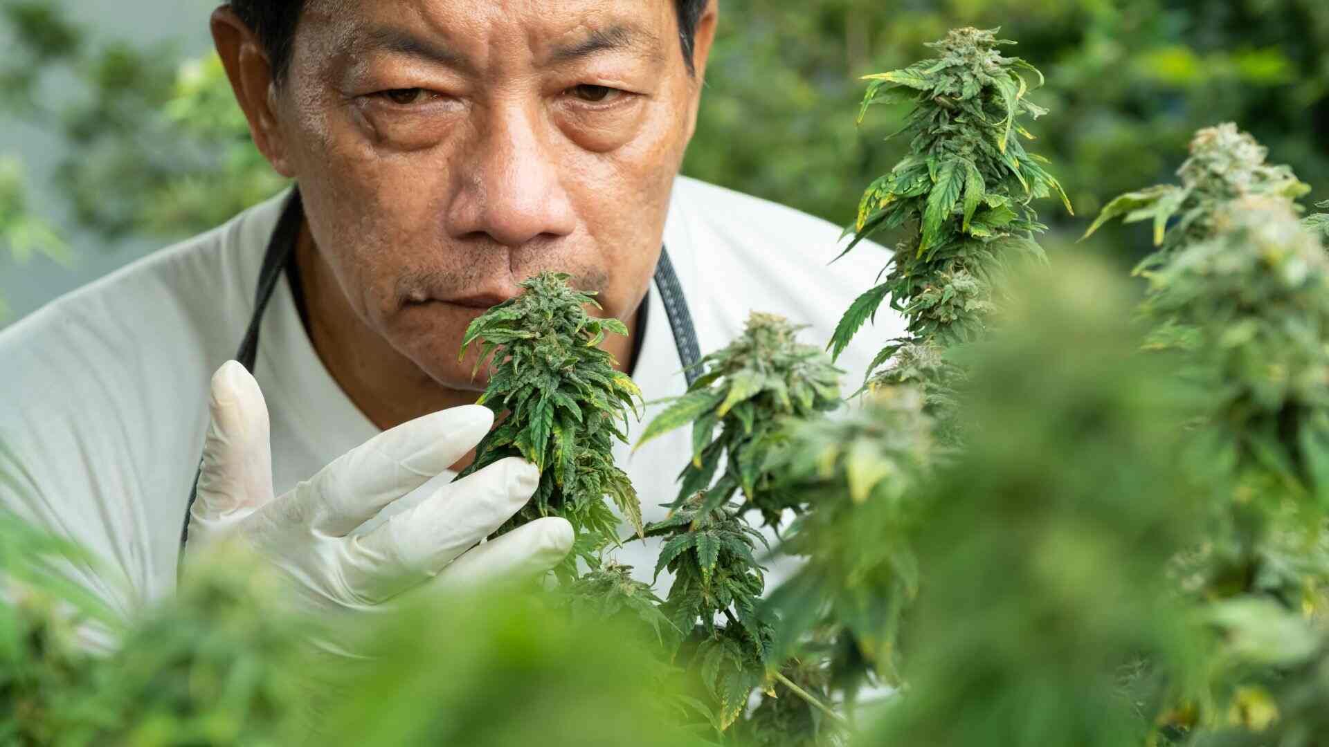 checking plants for potency