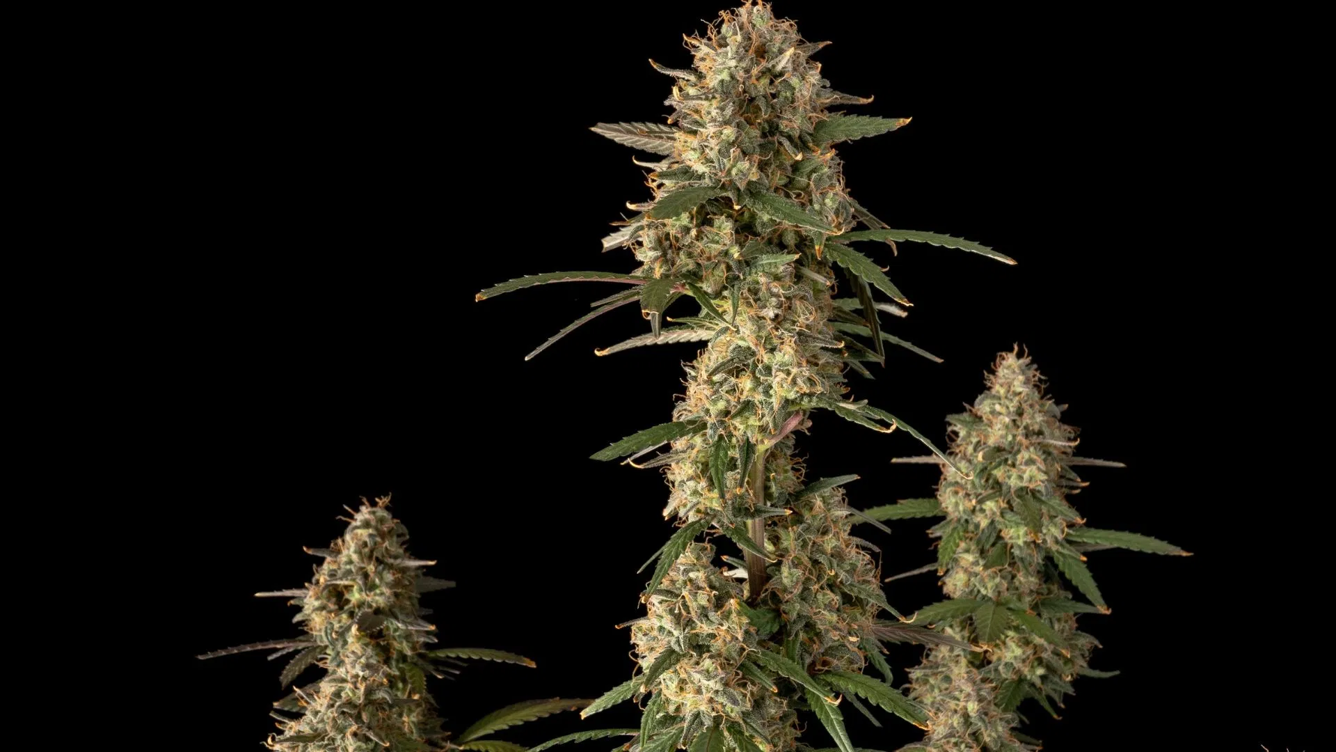 Jack Herer Auto - ideal for a closet grow