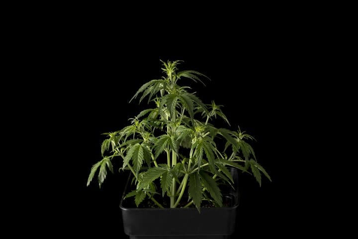 why autos are best for small spaces