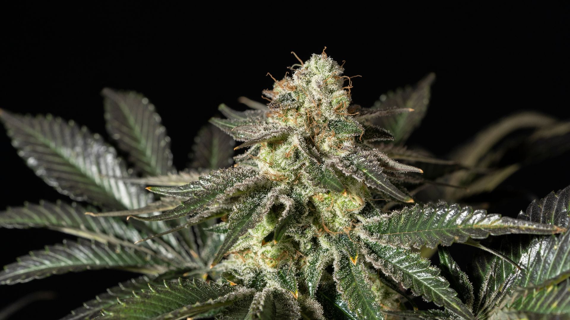 Seedsman Jack Herer FAST