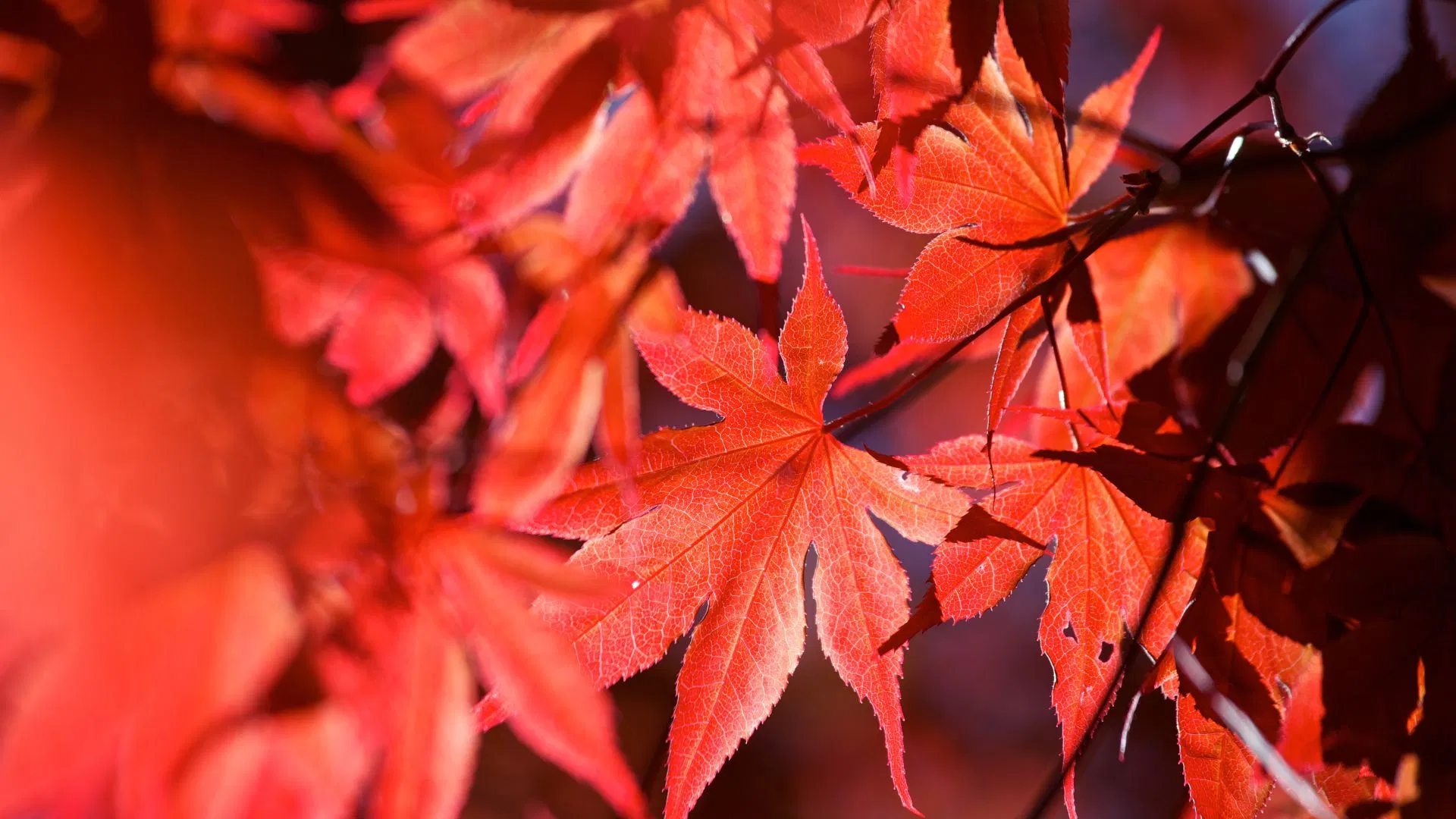 Japanese Maple Tree leaves resemble a colourful cannabis from a distance