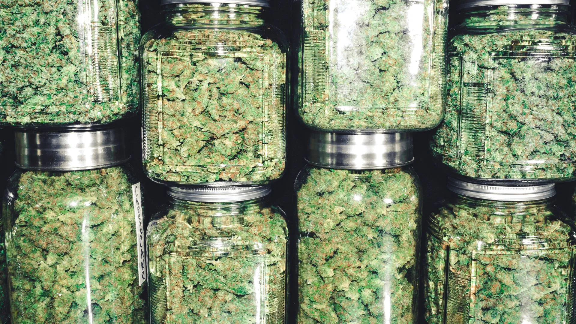 The biggest yield from one plant was 1300g