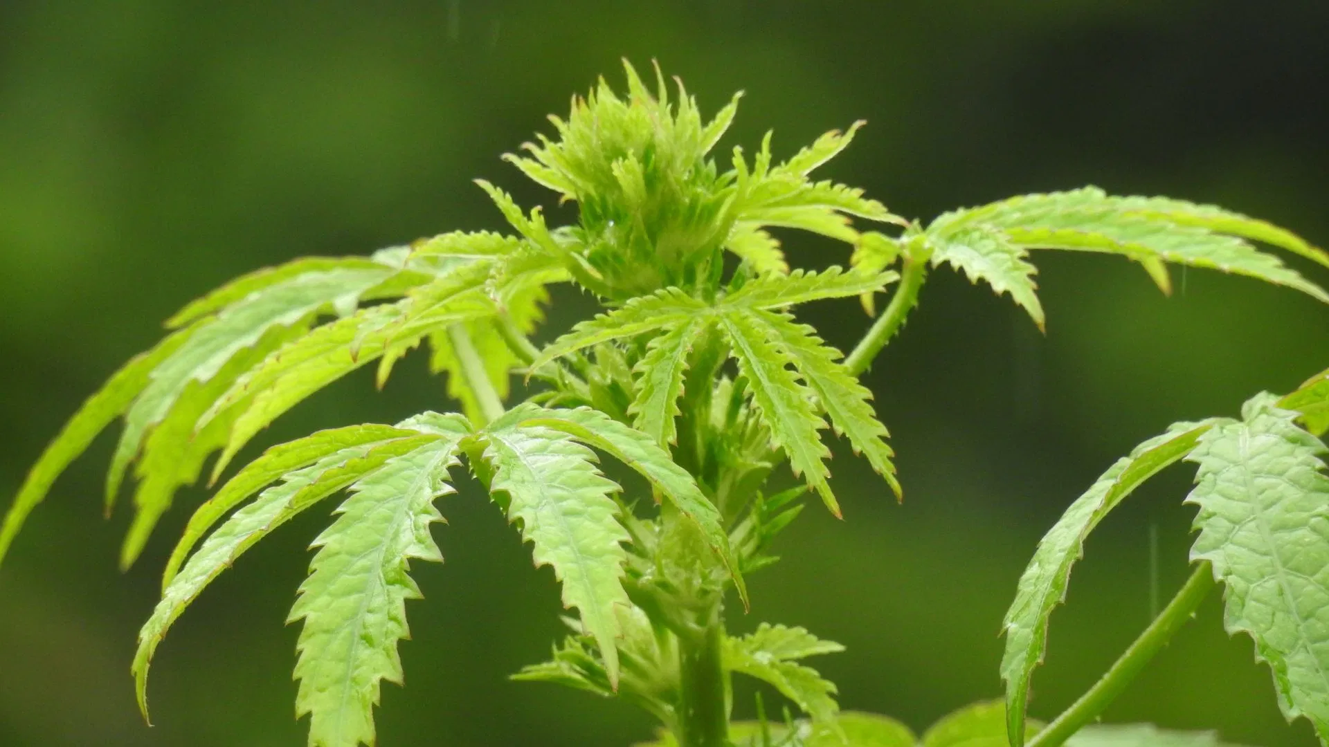 Kenaf leaves bear a resemblance to cannabis leaves