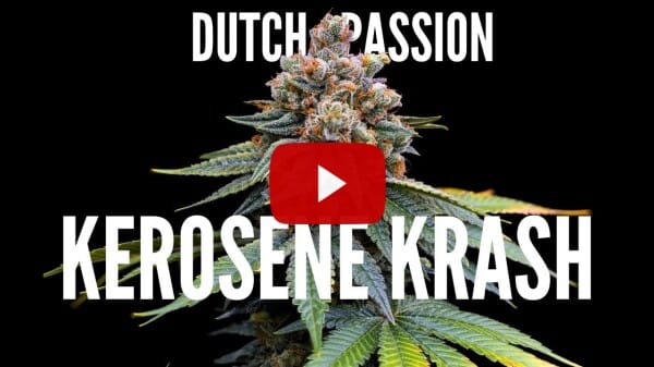 Kerosene Krash SEED TO HARVEST Documentary